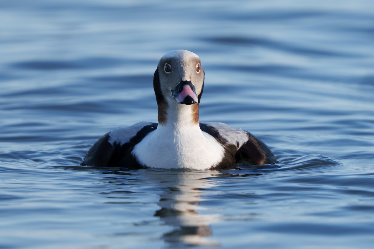 Long-tailed Duck - ML613057827