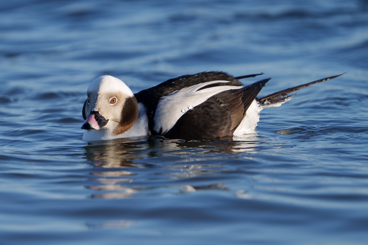 Long-tailed Duck - ML613057836