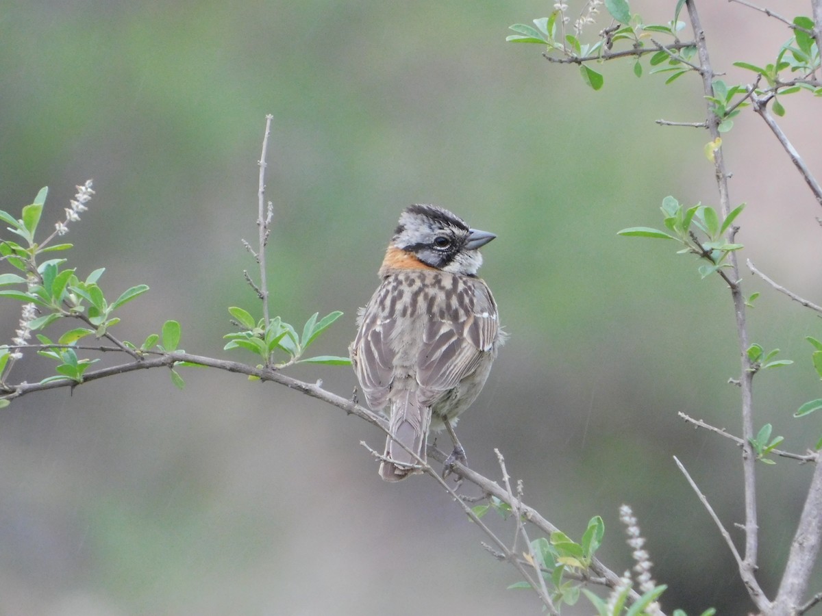 Rufous-collared Sparrow - ML613057958