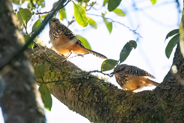 Band-backed Wren