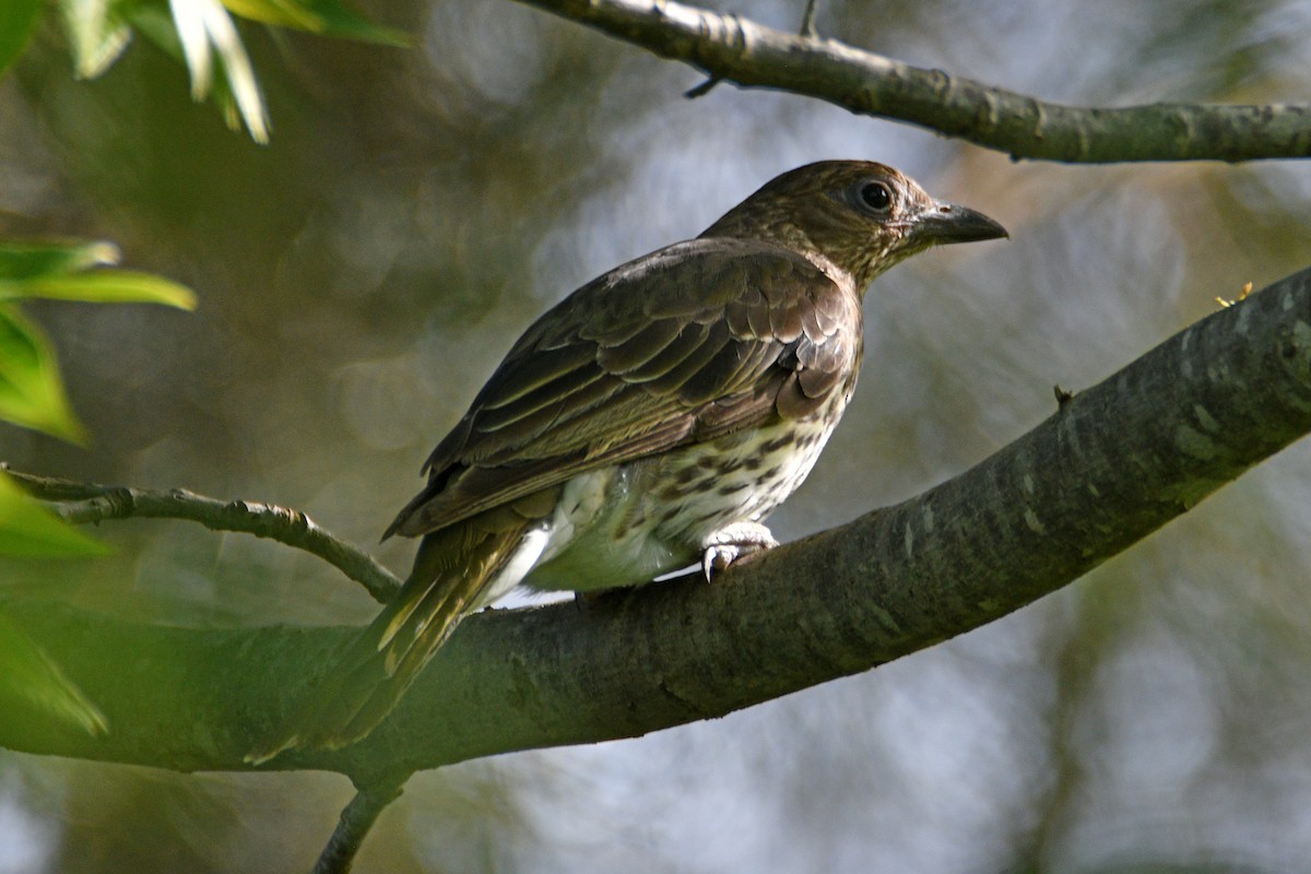 Australasian Figbird - ML613058308