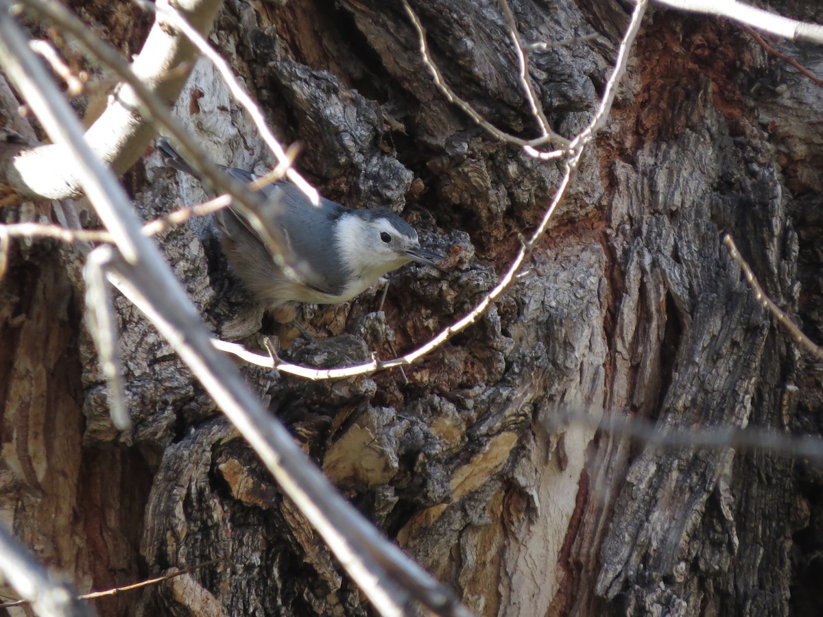 White-breasted Nuthatch (Interior West) - ML613058635