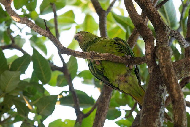 Pacific Parakeet