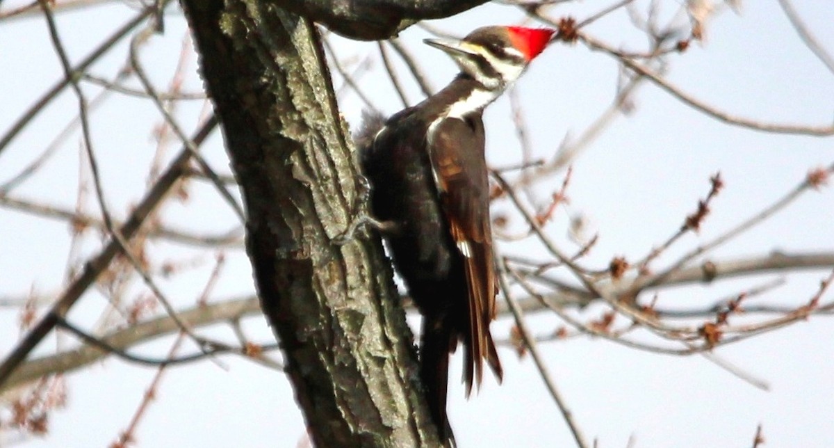 Pileated Woodpecker - ML613058916