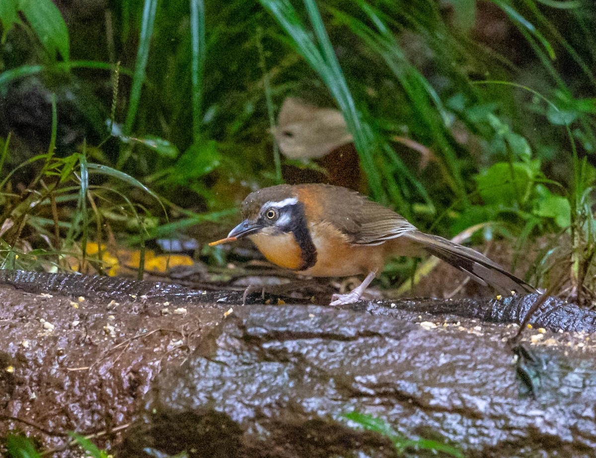 Lesser Necklaced Laughingthrush - ML613058999