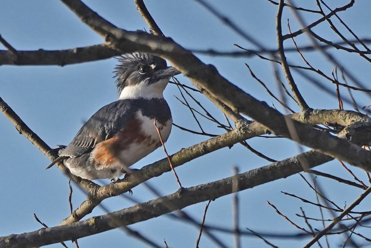 Belted Kingfisher - ML613059145
