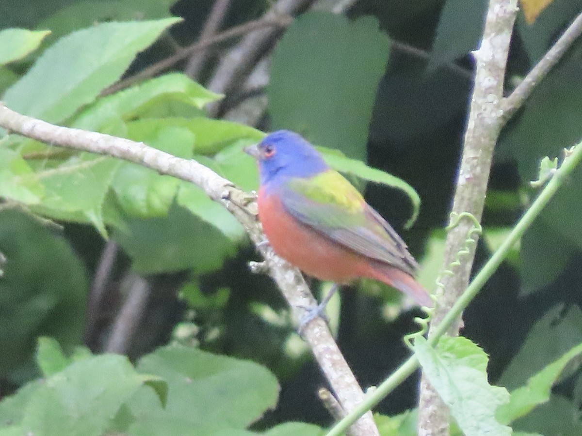 Painted Bunting - Ruben  Stoll