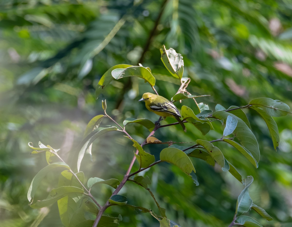 Indian Golden Oriole - ML613059251