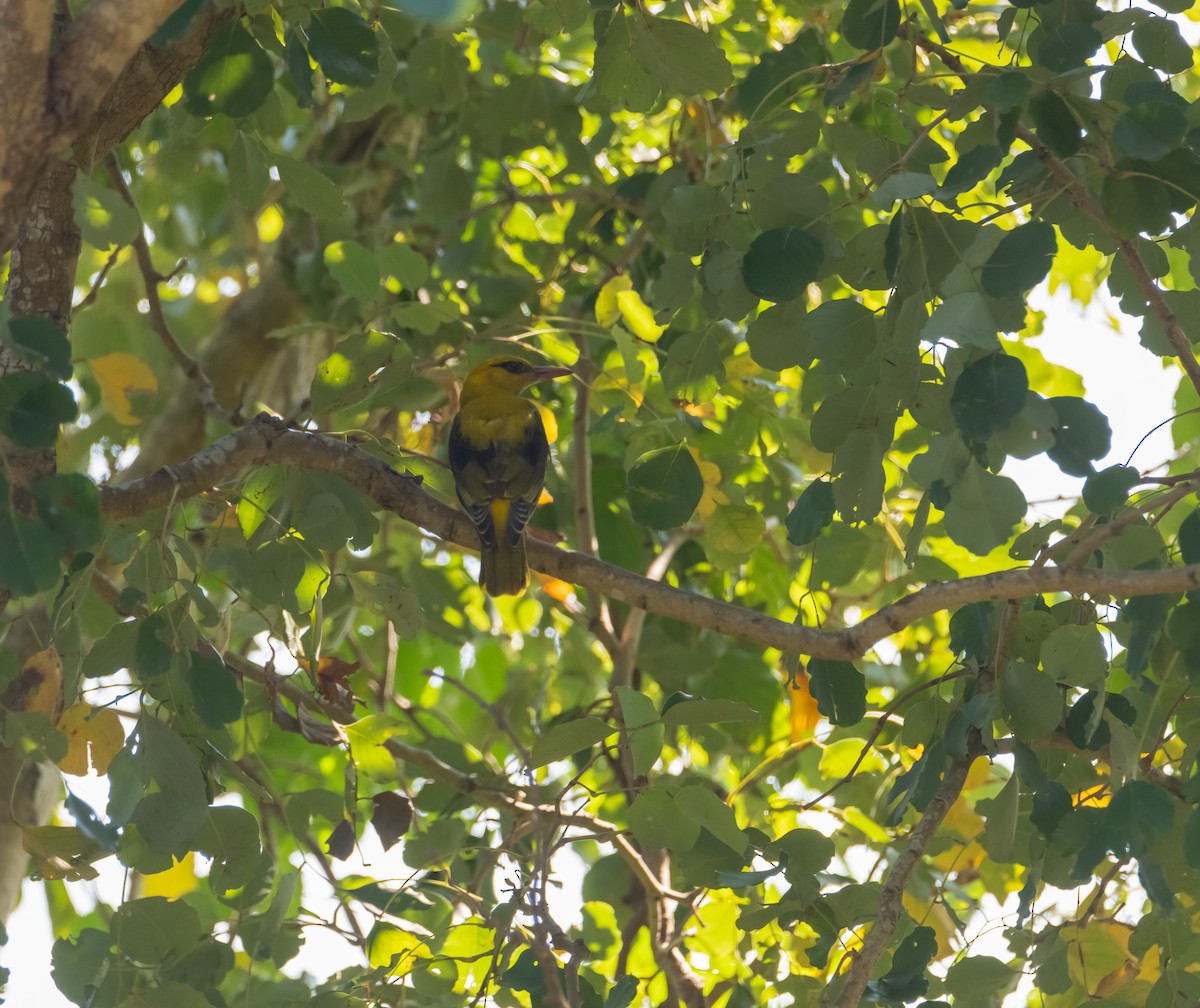 Indian Golden Oriole - ML613059269