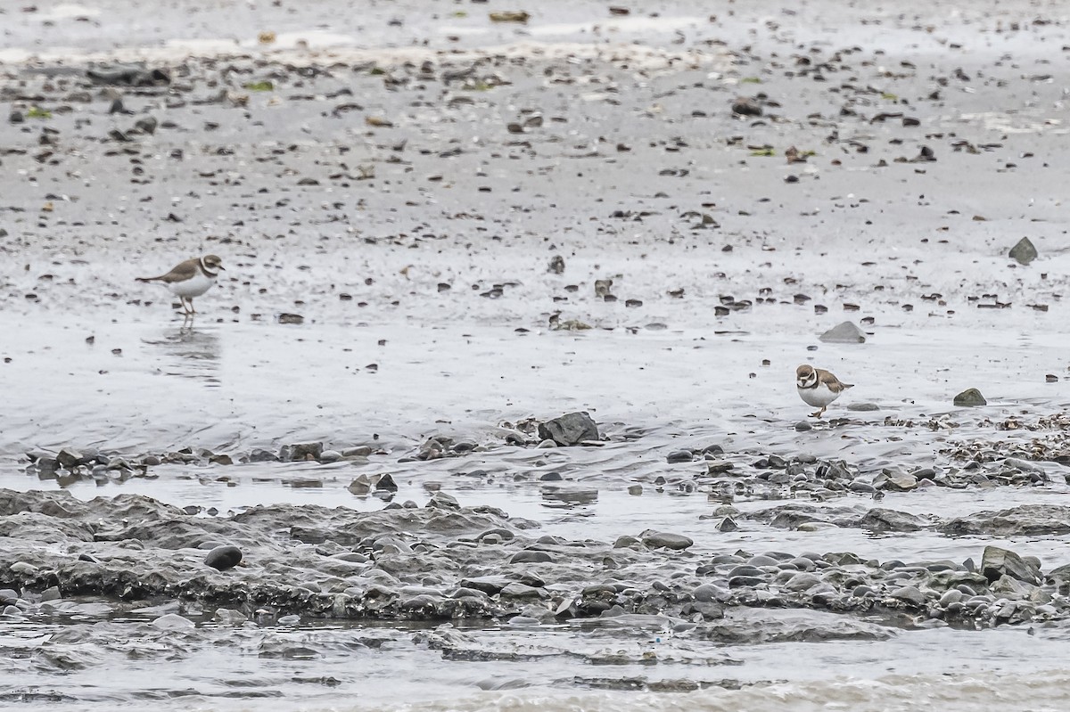 Semipalmated Plover - Amed Hernández