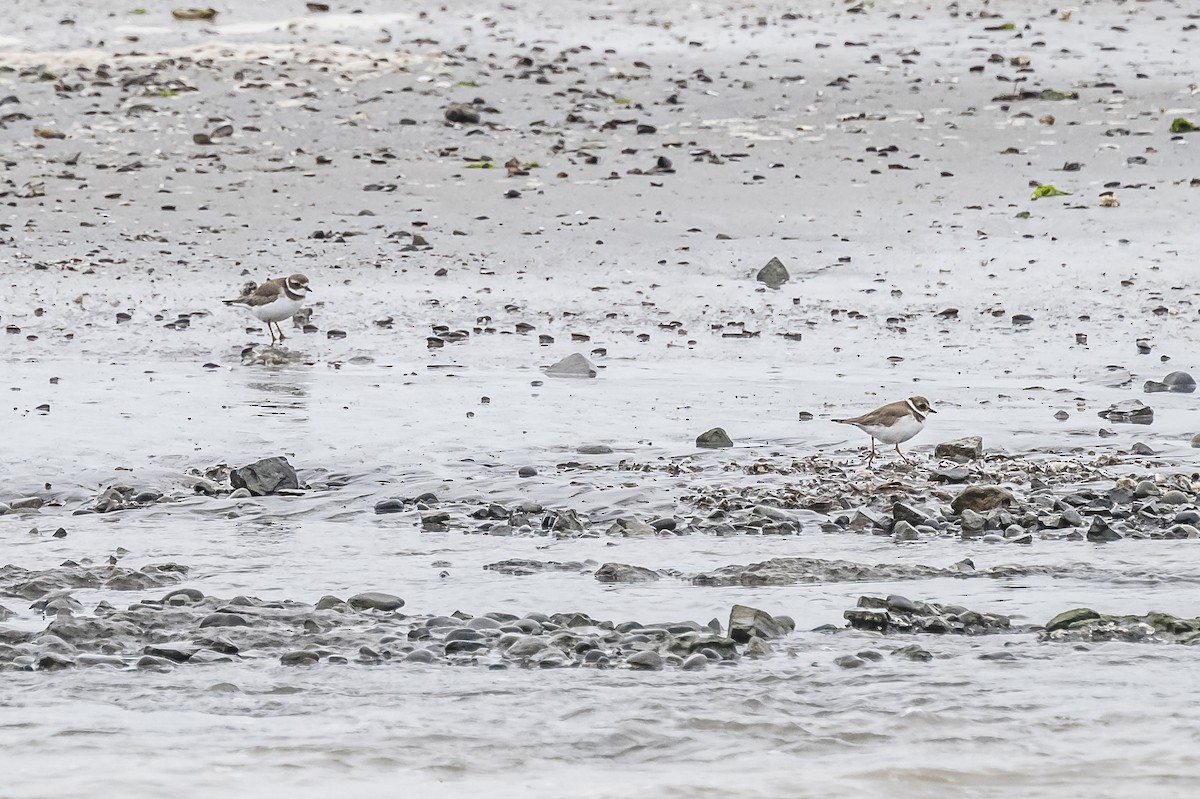 Semipalmated Plover - ML613059428