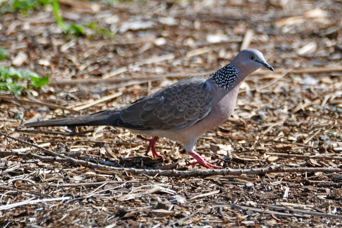 Spotted Dove - ML613059564