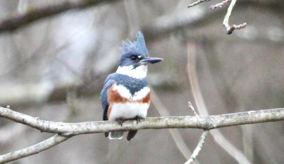 Belted Kingfisher - ML613059585
