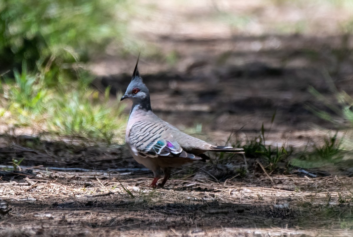 Crested Pigeon - ML613059714