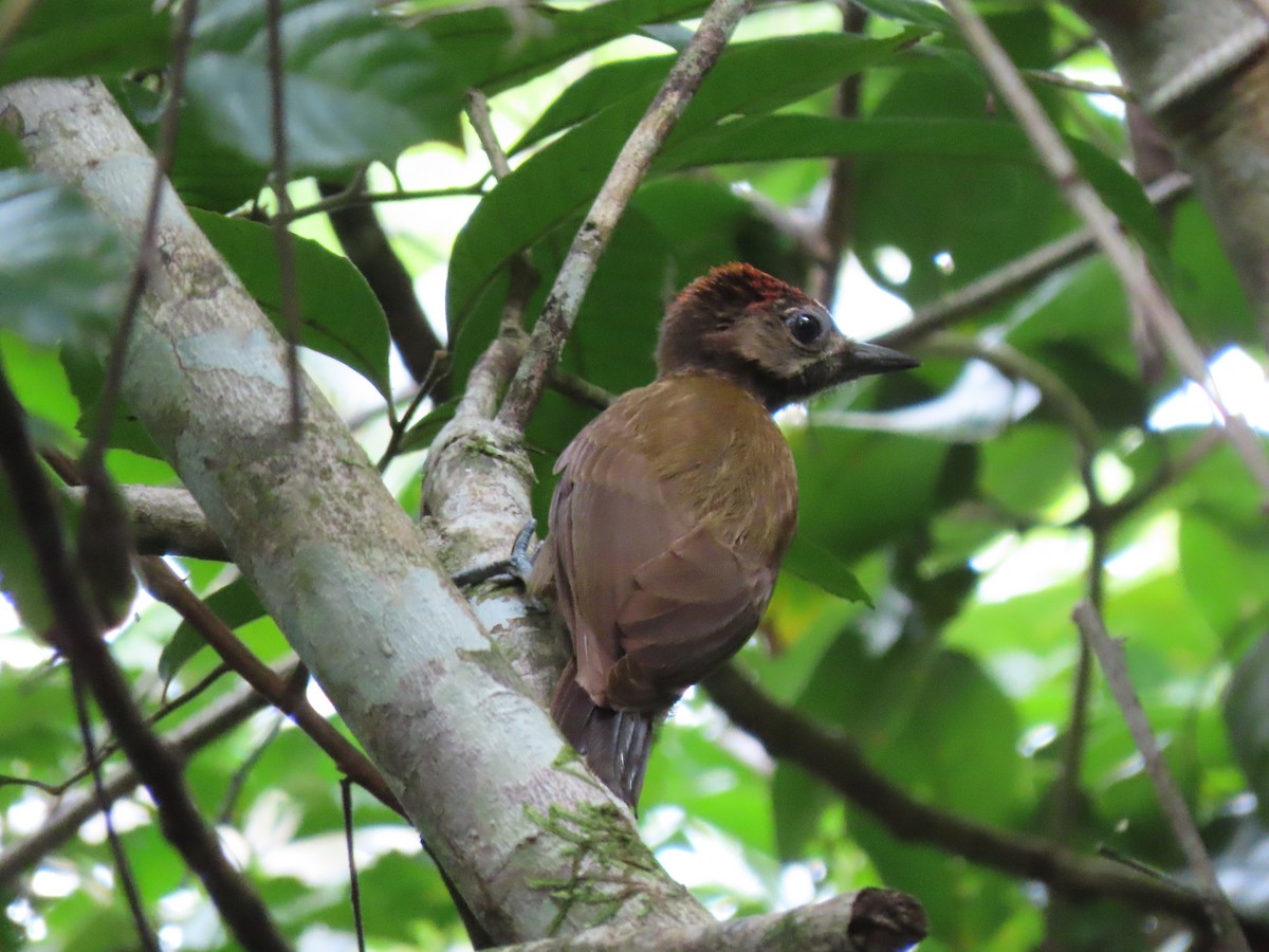 Smoky-brown Woodpecker - ML613059777