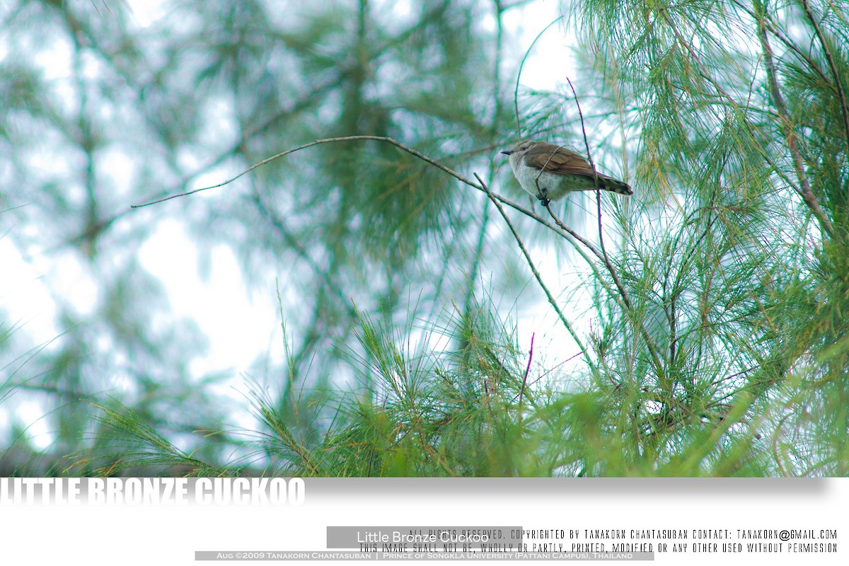Little Bronze-Cuckoo (Little) - ML613059919