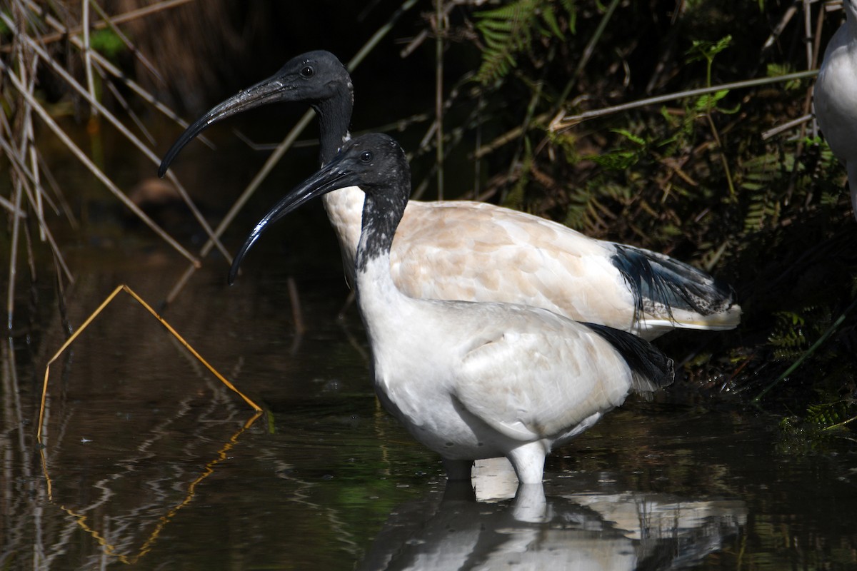 ibis australský - ML613059987