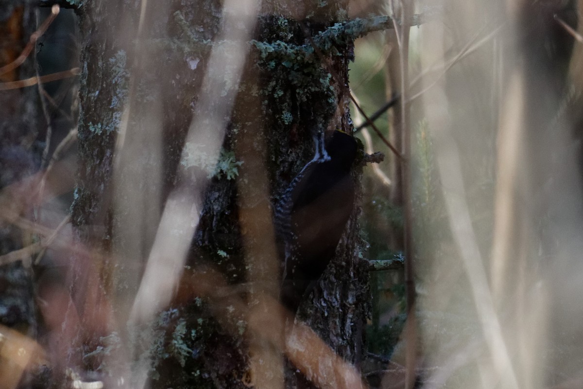Black-backed Woodpecker - ML613060100