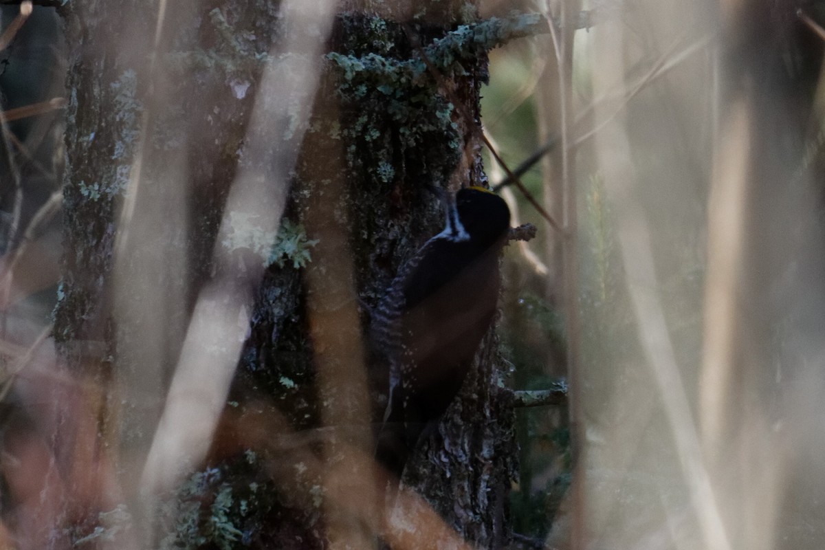 Black-backed Woodpecker - ML613060101