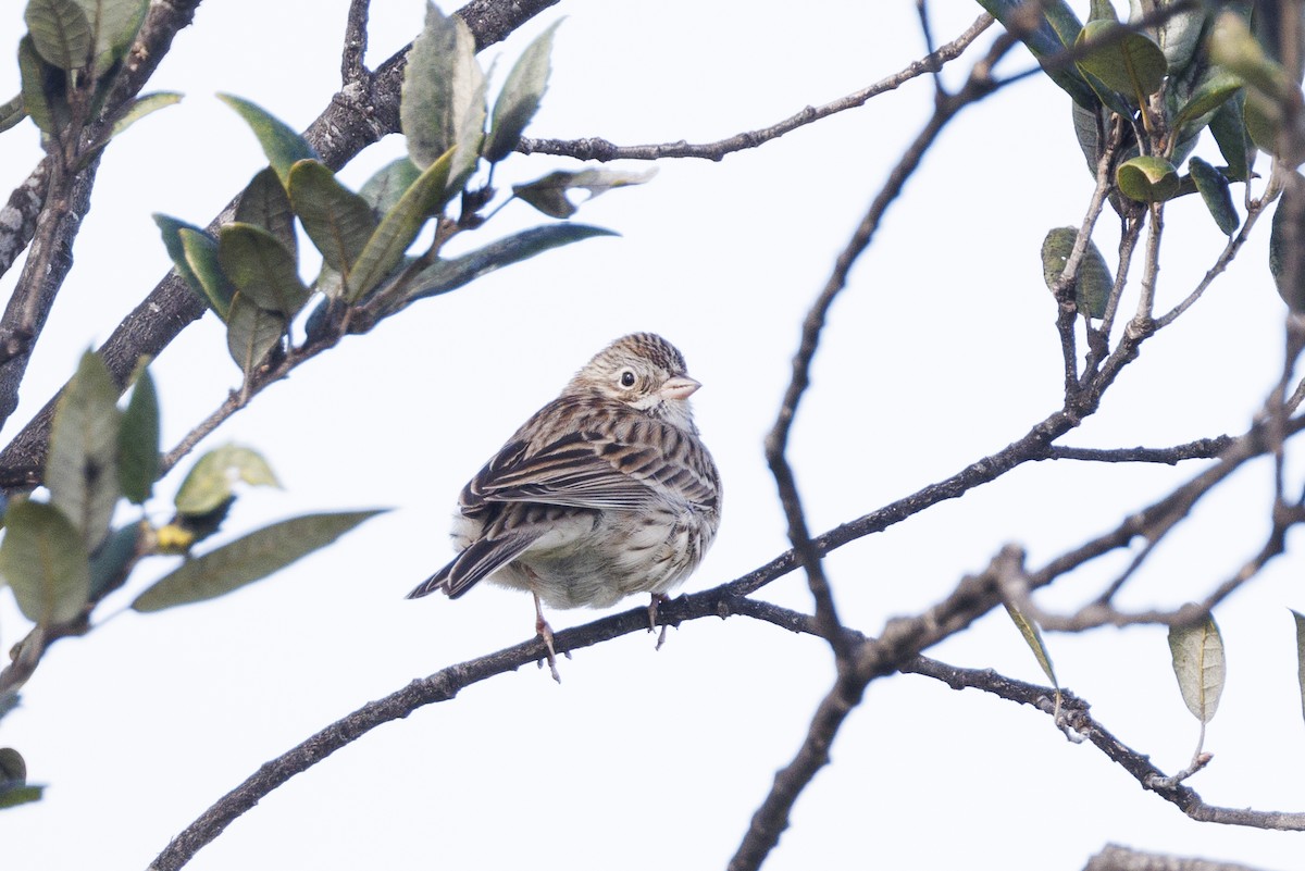 Vesper Sparrow - ML613060173