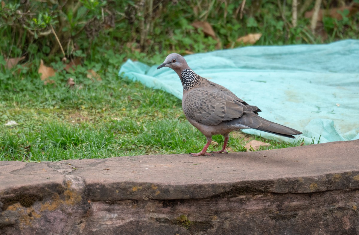 Spotted Dove - ML613060223