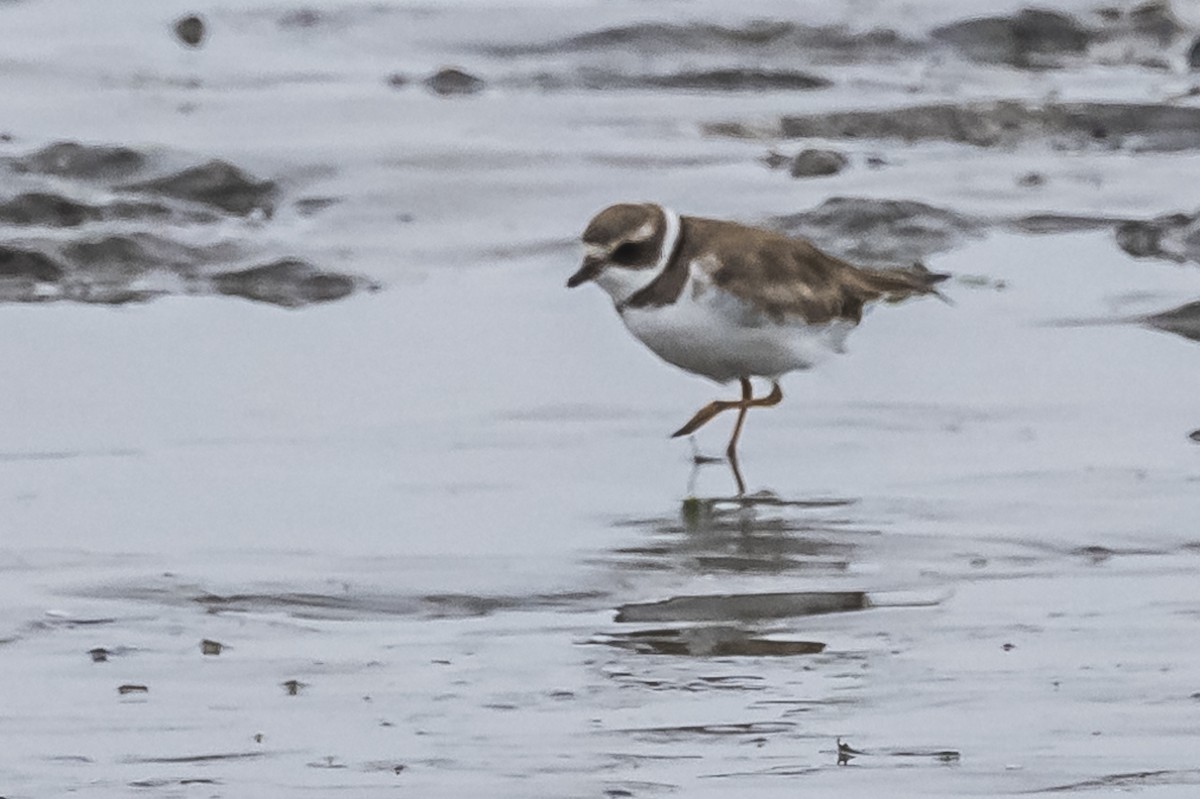 Semipalmated Plover - ML613060323