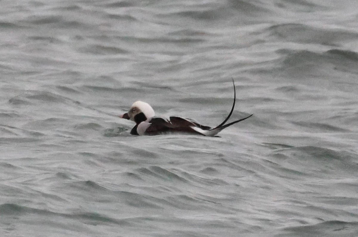 Long-tailed Duck - ML613060349