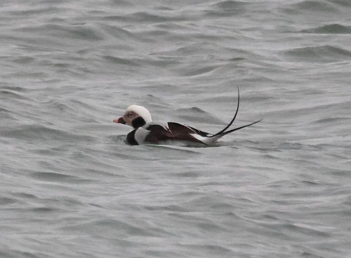 Long-tailed Duck - ML613060354
