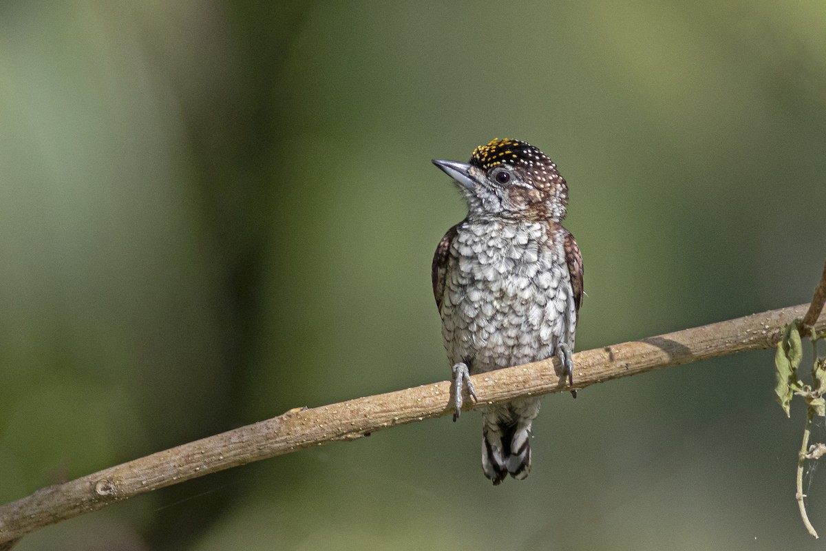 Scaled Piculet - ML613060589