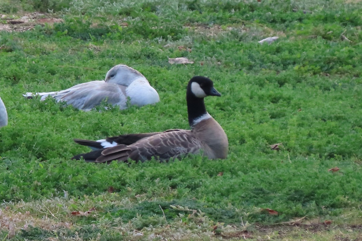 Cackling Goose (Aleutian) - ML613061590