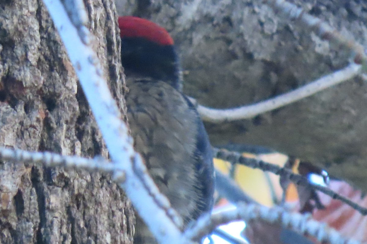 Yellow-bellied/Red-naped Sapsucker - Jim Moore