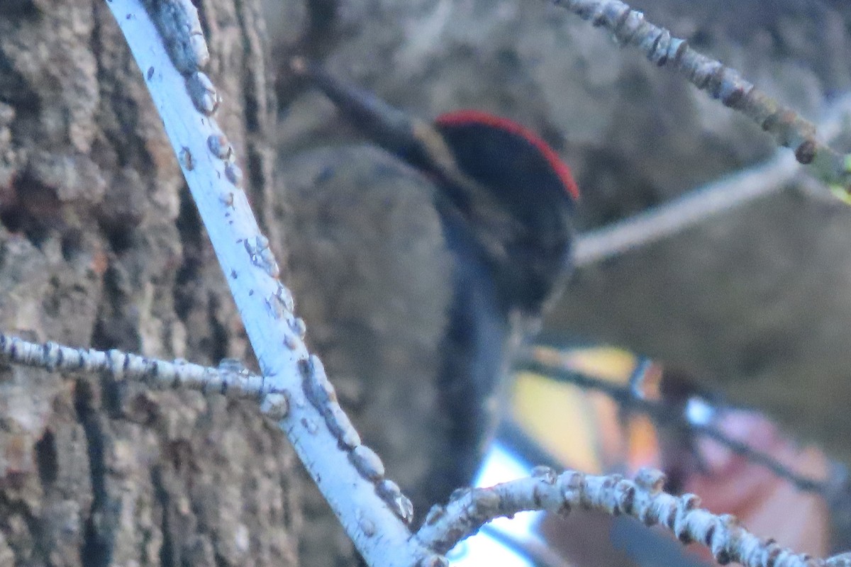 Yellow-bellied/Red-naped Sapsucker - Jim Moore