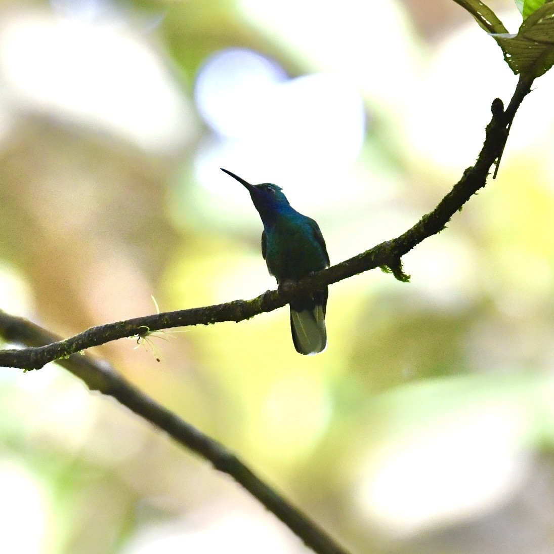 kolibřík běloocasý - ML613061690