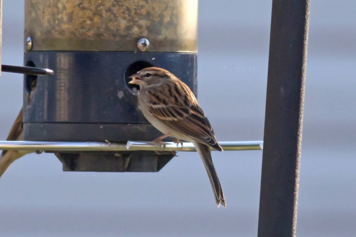 Chipping Sparrow - ML613061898