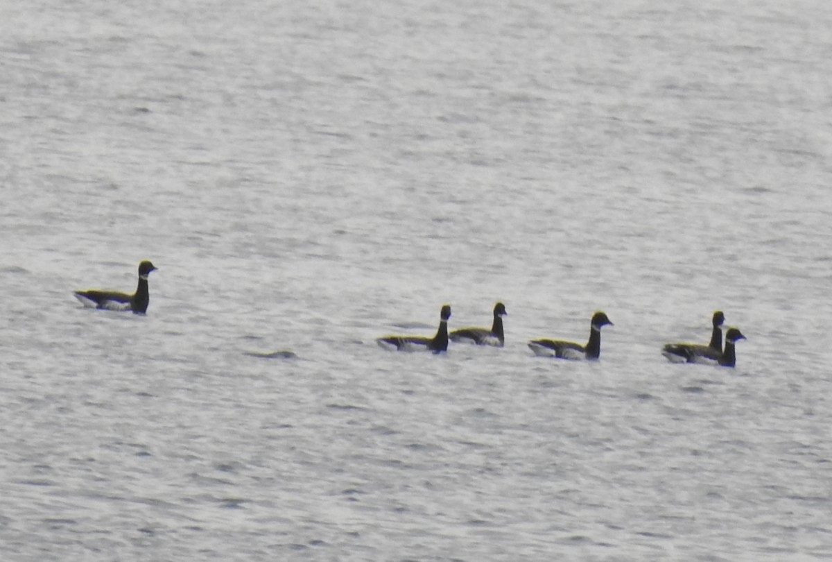 EBird Checklist 3 Jan 2024 White Rock Pier 22 Species 1 Other Taxa   1200