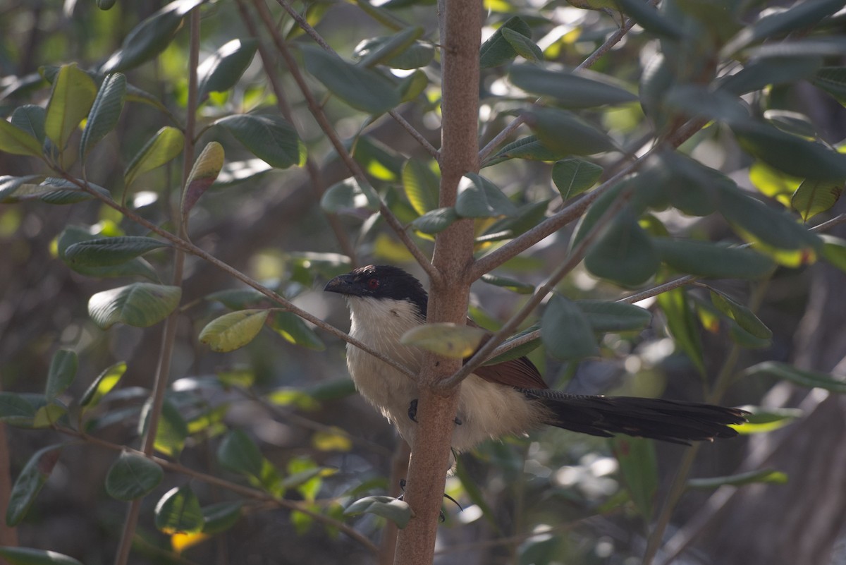 White-browed Coucal (Burchell's) - ML613062296