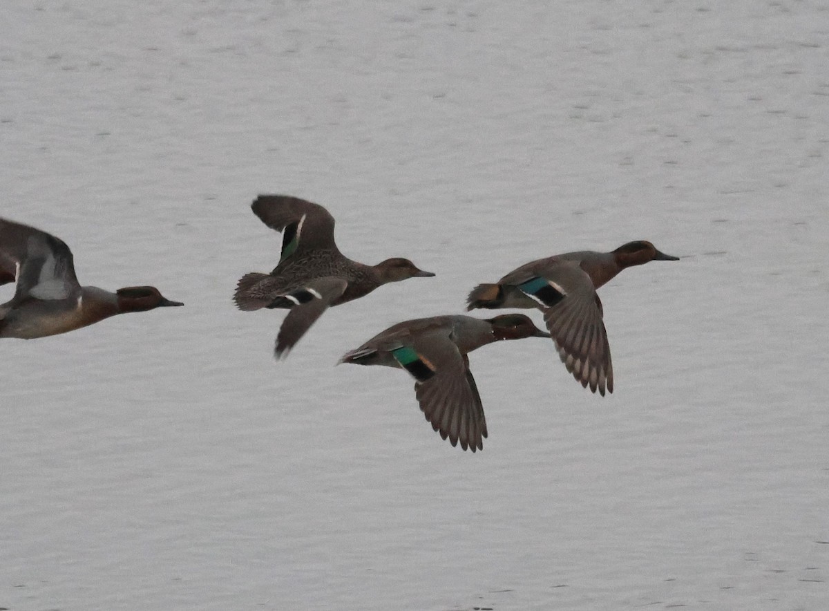 Green-winged Teal - ML613062432