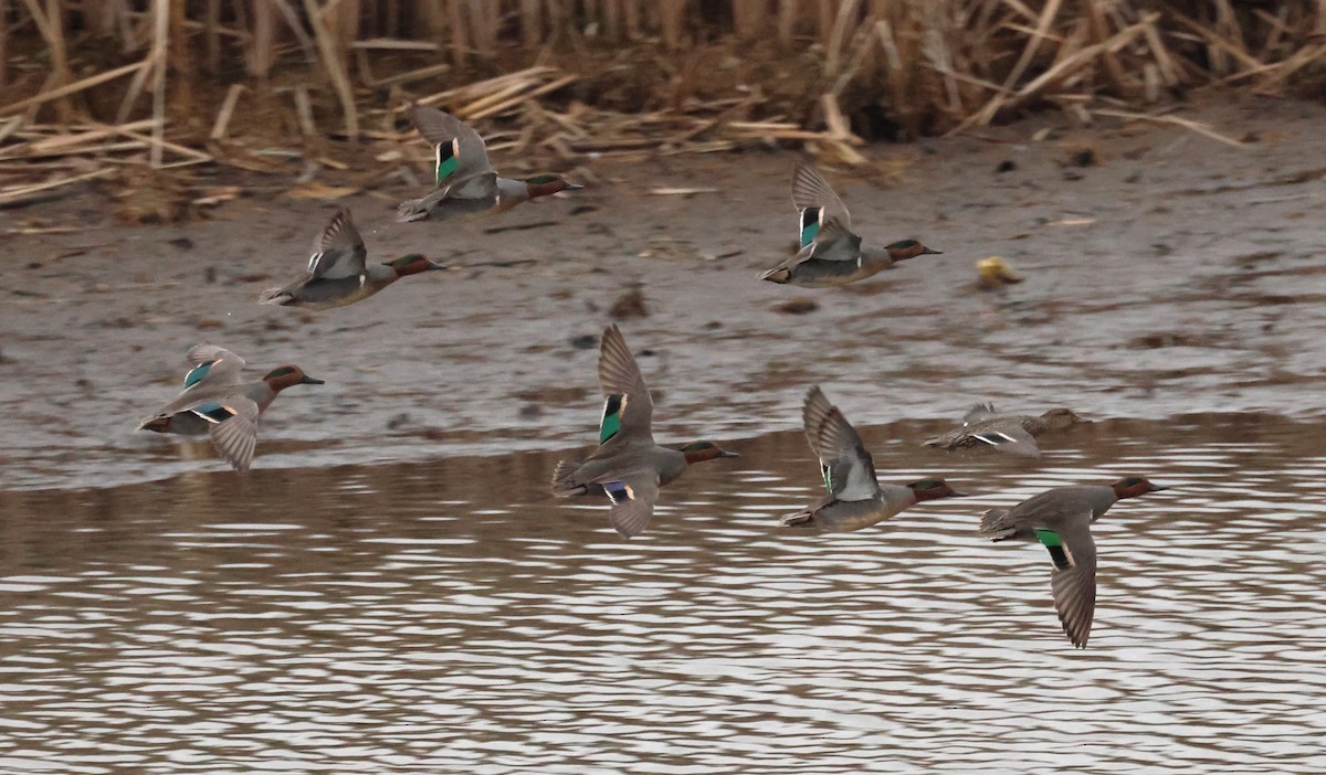 Green-winged Teal - ML613062438