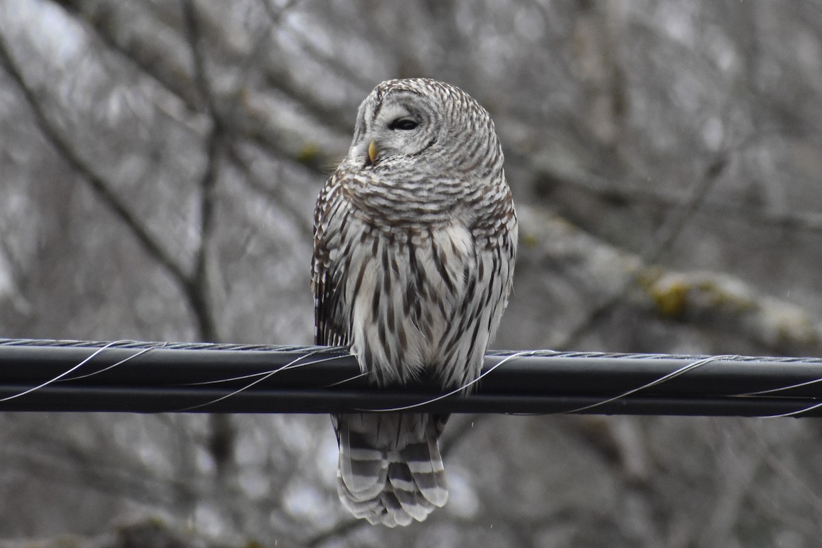 Barred Owl - Logan  Brunner