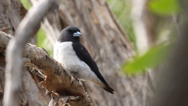 White-breasted Woodswallow - ML613062665