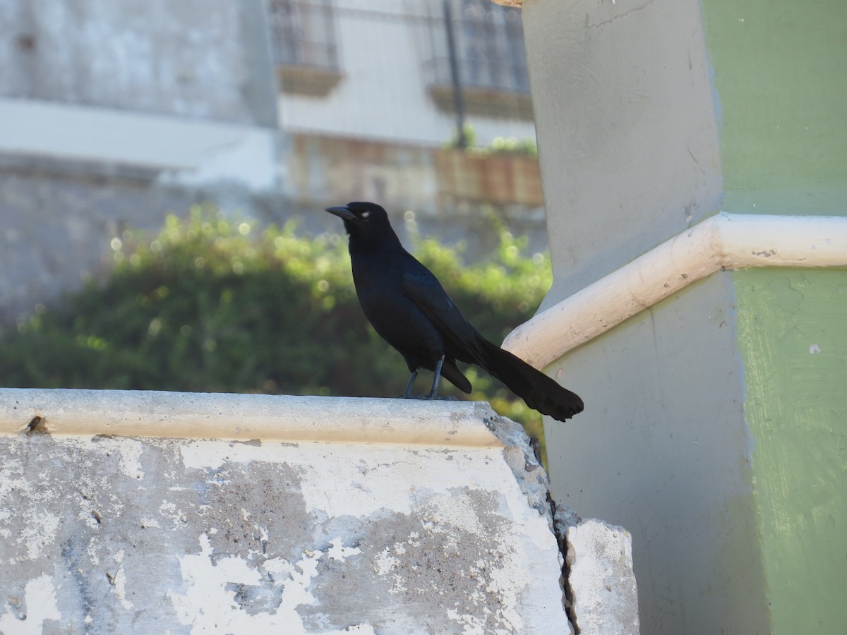 Great-tailed Grackle - ML613062839