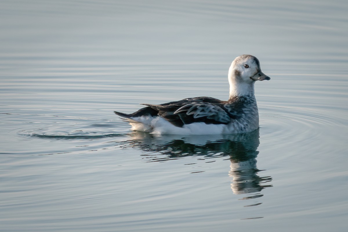 Long-tailed Duck - ML613062895