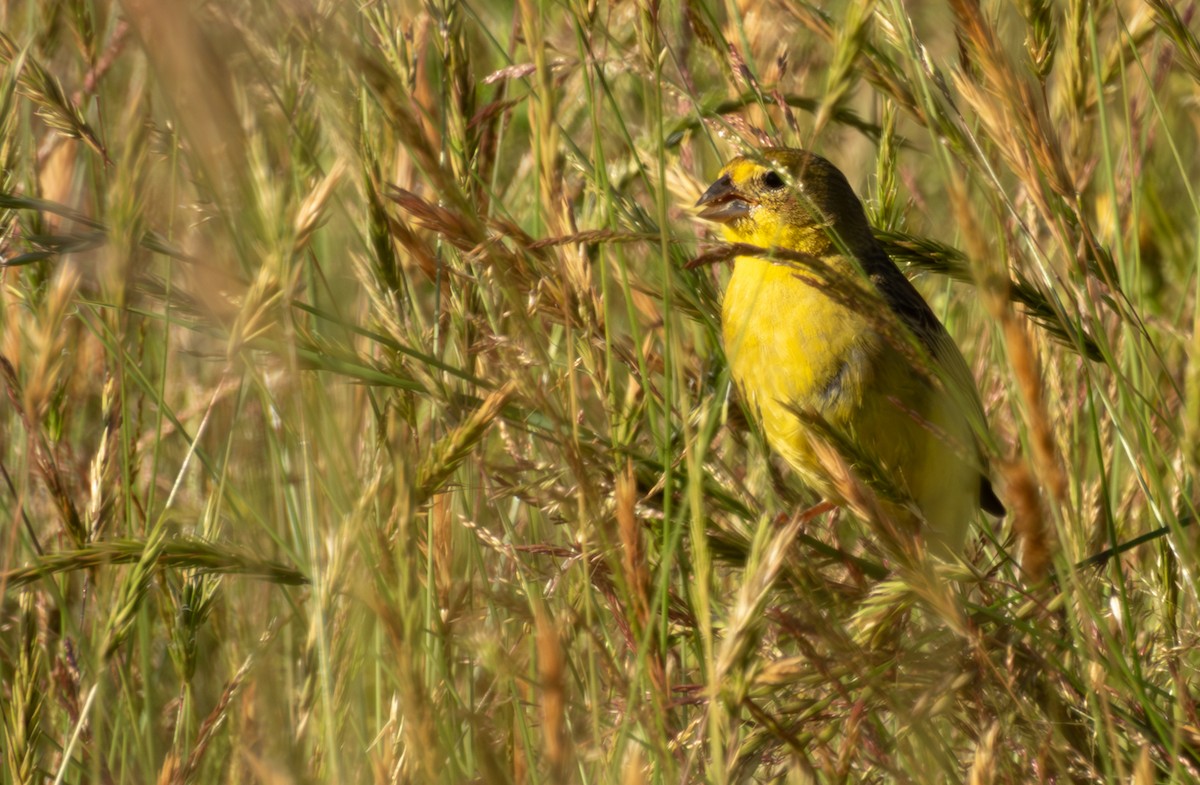 Grassland Yellow-Finch - ML613063043