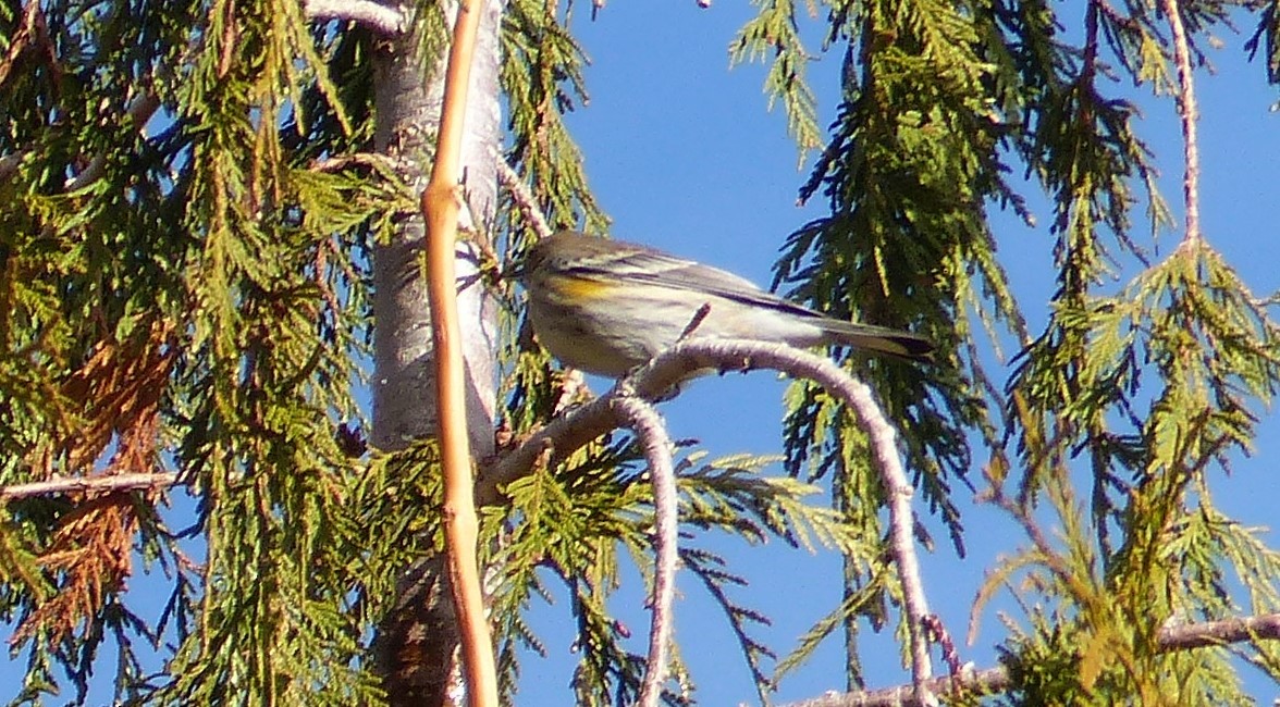 Yellow-rumped Warbler (Audubon's) - ML613063086