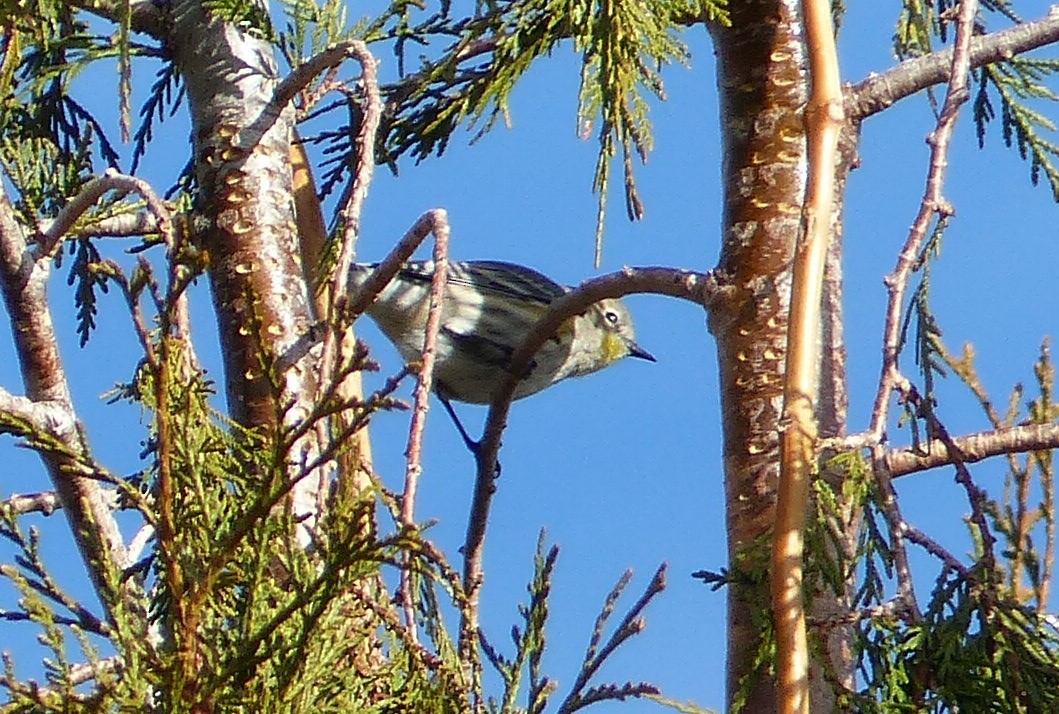 Reinita Coronada (auduboni) - ML613063087