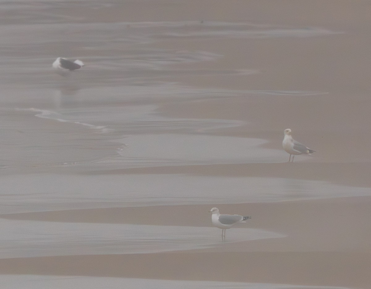 eBird Checklist 29 Dec 2023 BP Warm Water Outlet 5 species