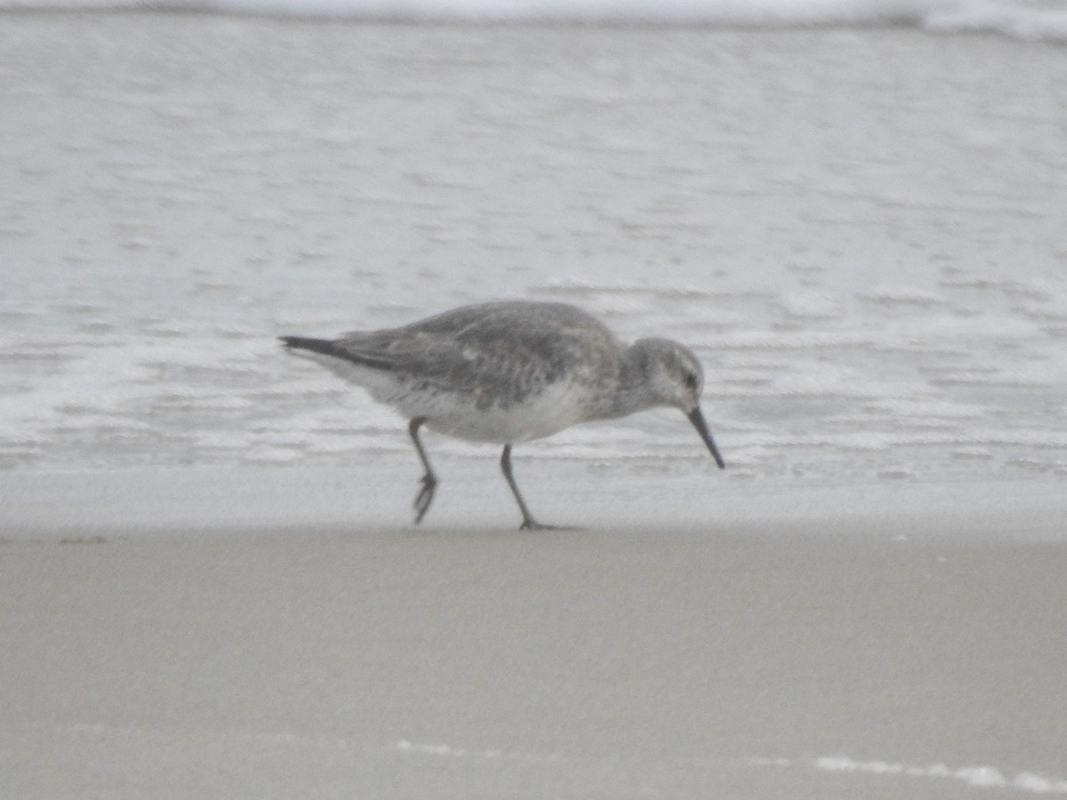 Red Knot - ML613063340