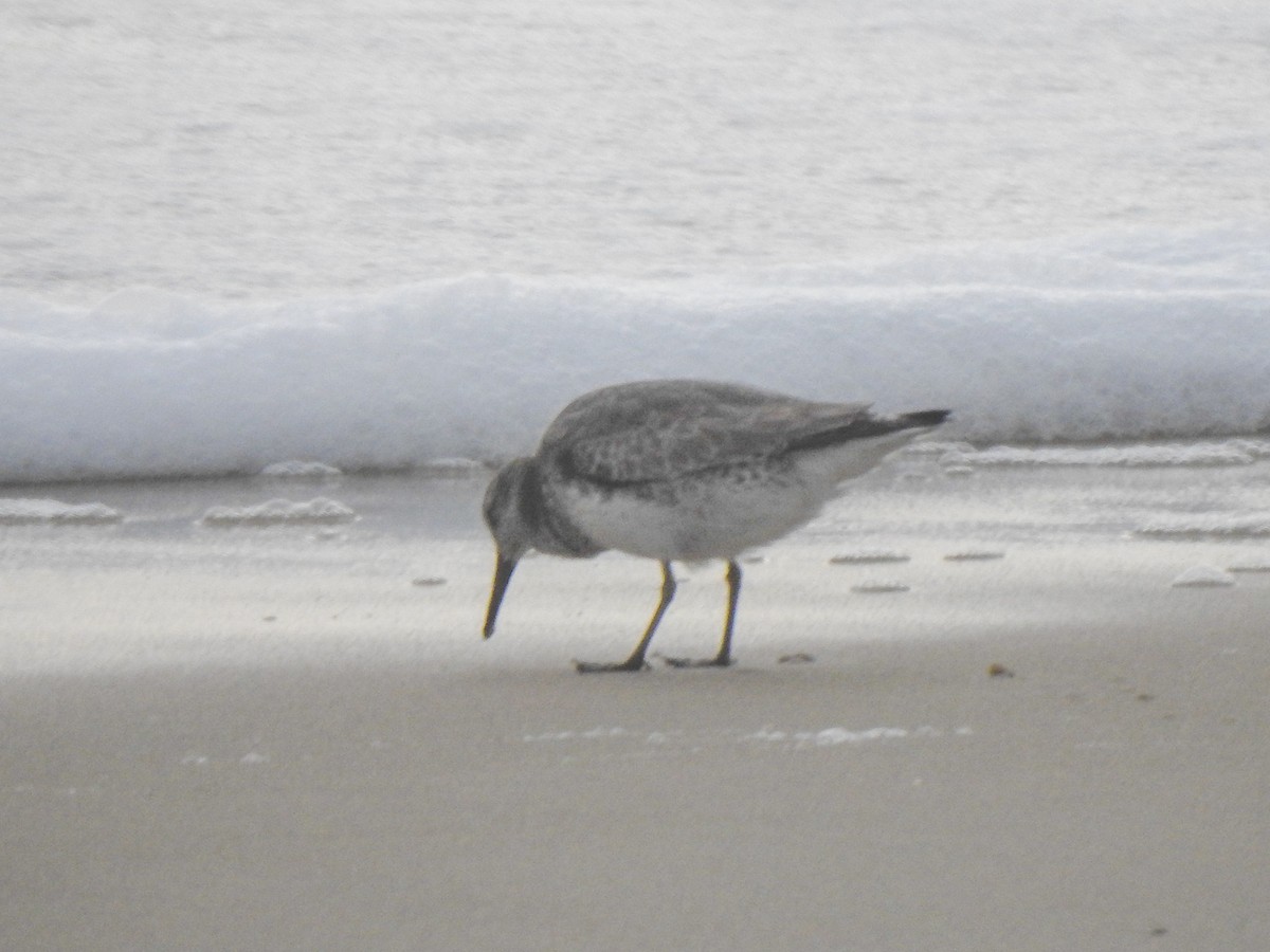 Red Knot - ML613063342