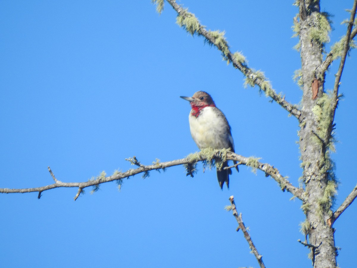 Red-headed Woodpecker - ML613063602