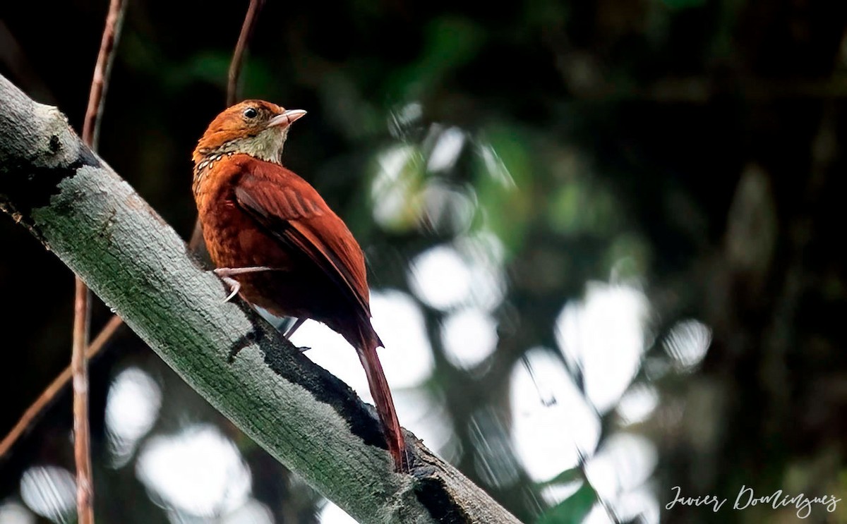 Fulvous-dotted Treerunner - ML613063620
